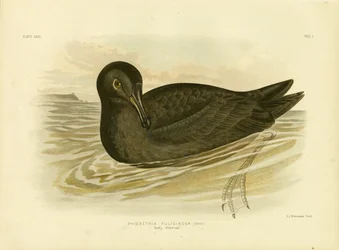 Albatros fuligineux, 1891